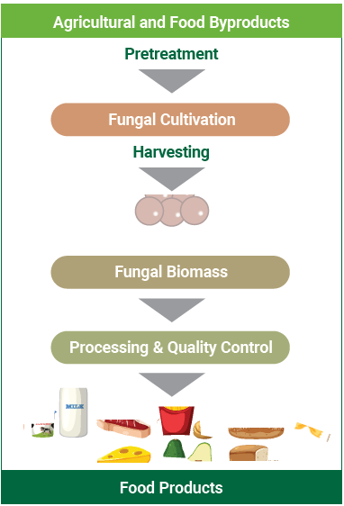 Basic processing workflow of fungal cultivation to end product formulation
