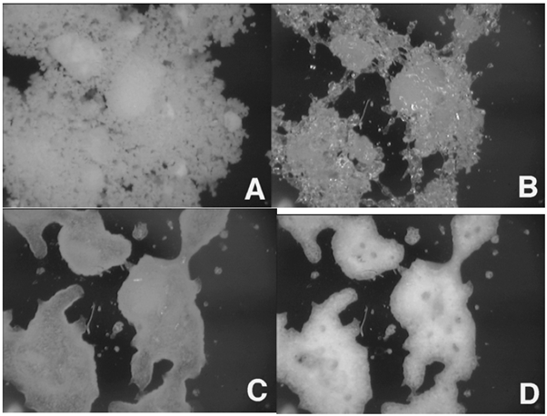 In-situ images collected on amorphous lactose at 0% (A), 50% (B), 60% (C), and 90% RH (D).