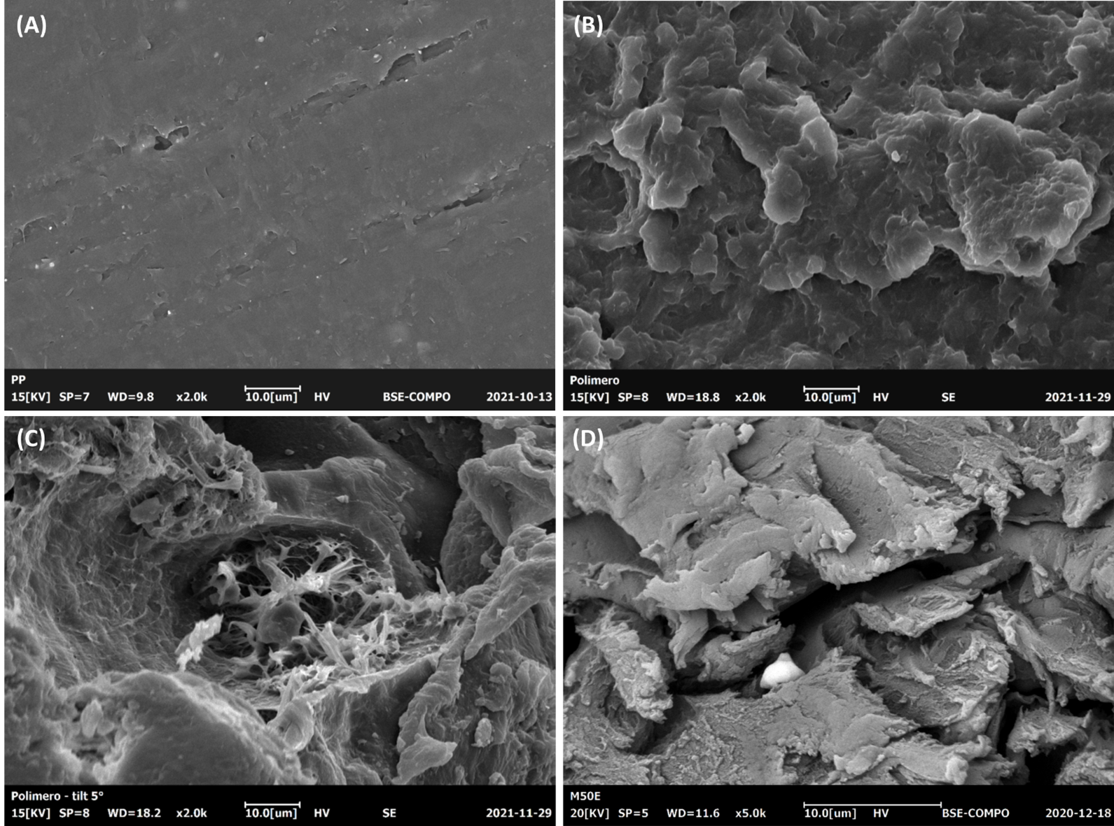 Polymer blends with different degrees of miscibility: (A),(B) homogeneous phases; (C),(D) heterophasic morphology. (Images taken with SEM Coxem EM-30AXN)