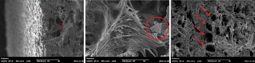 SEM observation of the fracture surface of a PP specimen after being subjected to a tensile test. (Coxem CX-200plus, 15kV)