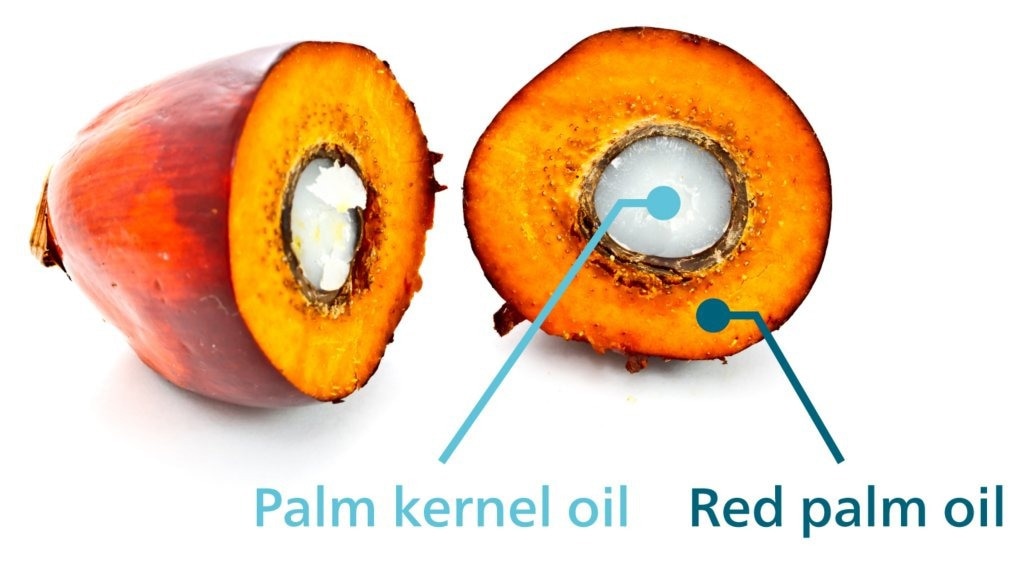 Cross-section of fruit from an oil palm tree showing the origin of palm kernel oil and red palm oil