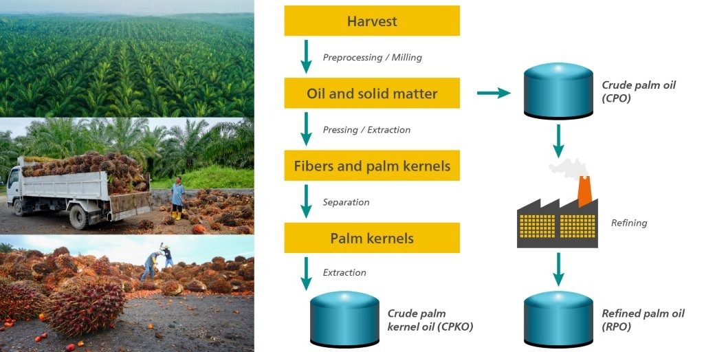 Illustration of the milling and refining process of palm oil