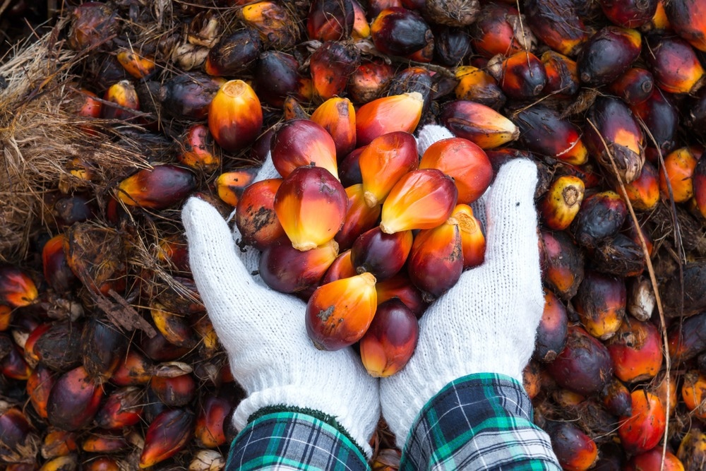 Natural Palm Oil Bleaching Techniques