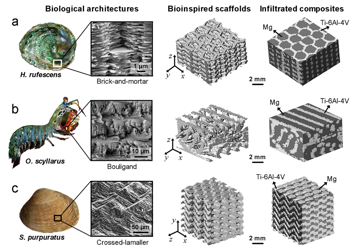 The structures of the representative biological prototypes (sea snail, mantis shrimp, and clam) are displayed together with the brick-and-mortar, Bouligand, and crossed-lamellar architectures