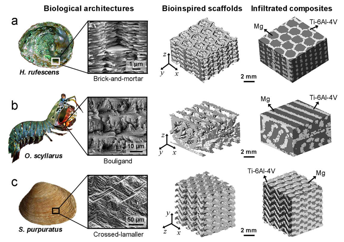 The structures of the representative biological prototypes (sea snail, mantis shrimp, and clam) are displayed together with the brick-and-mortar, Bouligand, and crossed-lamellar architectures. Additionally, the bioinspired scaffolds and the infiltrated composites are shown.