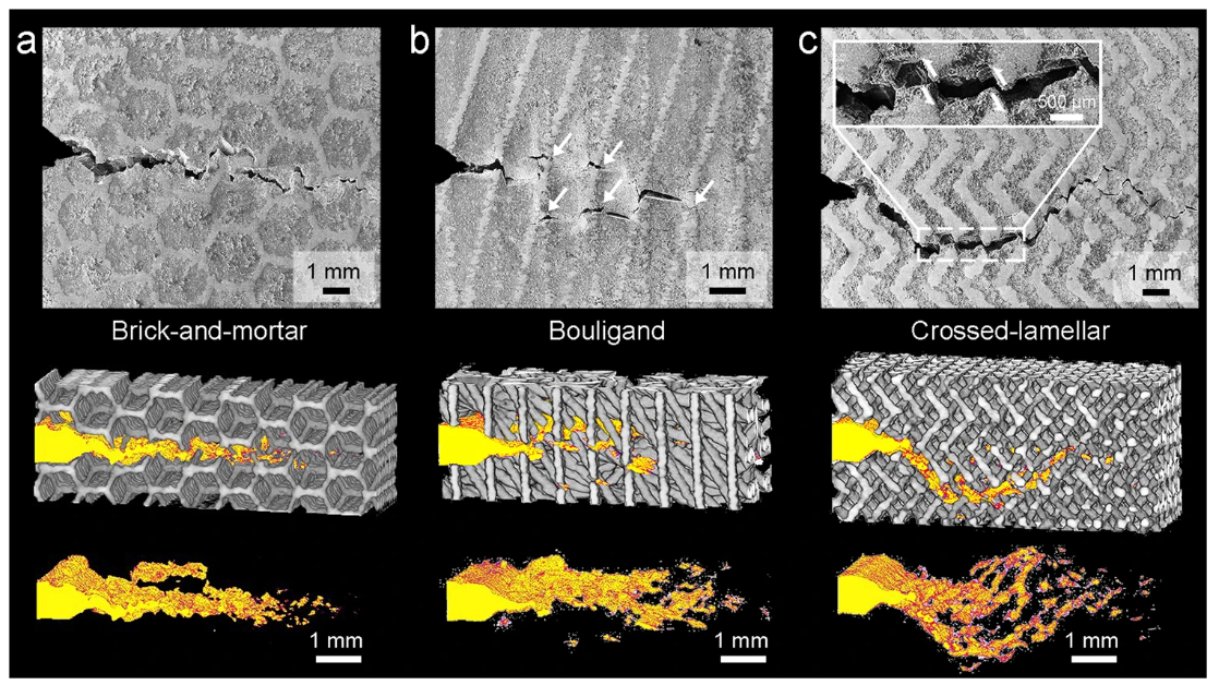 SEM images and CT volume renderings of the quasi-static fracture toughness samples for the composites with bioinspired (a) brick-and-mortar, (b) Bouligand, and (c) crossed-lamellar architectures. The CT images were processed by filtering out the signals of constituents and highlighting the cracking regions. The white arrows in (b) indicate the microcracks ahead of the crack tip. The inset in (c) magnifies the zig-zag cracking path and the resulted frictional sliding between crack faces as indicated by the arrows