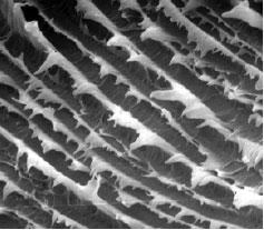 True fatigue-like striations were apparent on the fracture surface (SEM Original Mag. 1000X).