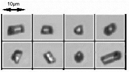Example of glass rod particles measured on the FPIA- 3000. Note consistent alignment even of the smallest and lowest aspect ratio particles.