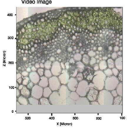 Wheat Stem. In a the video image of a wheat stem (microtome section; thickness of 10 μm) is shown . The video image covers a sample area of about 500 x 500 μm. The RGB image (b) shows the combined distribution of the proteins (green), carbohydrates (red) and the waxes/lipids (blue).