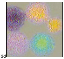IR image of polystyrene beads (8cm-1 resolution, 15x, transmission). 2a: Beads look very similar in the visible image. 2b: Representative IR spectra for a number of detector pixels. 2c: Similarity of the original spectra to the three relevant principal components; 2d: RGB image made up of the three relevant principal components.