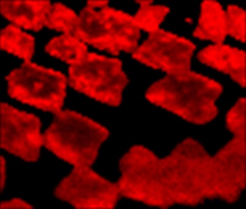 Raman map of the 2D graphene band width for a CVD graphene sample. This image illustrates the variation in the number of graphene layers over the sample region, with bright red regions consisting of thicker material than darker red regions.