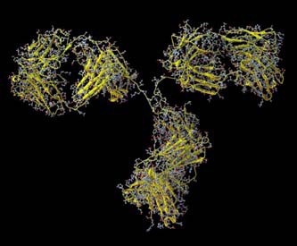 Molecular structure of an Immunoglobulin.