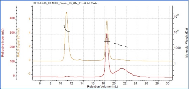 Chromatogram of pepsin showing the refractive index (red) and SEC-MALS (90°) (orange) detector signals. The molecular weight measured by SEC-MALS is overlaid in black.