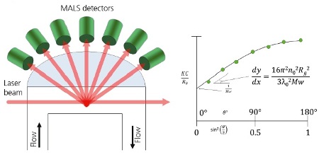 A. Schematic of a MALS detector showing the flow passing through the flow cell. Light from the laser enters at the end of the cell and scattered light exits at different angles. The scattered light is collected by multiple detectors. B. When using MALS, the Debye plot is completed and extrapolated back to 0°. The molecular weight is calculated from the intercept and Rg is calculated from the initial slop of the line.