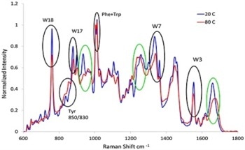 The Determination of Protein Structure and Stability by Combining Dynamic Light Scattering and Raman Spectroscopy