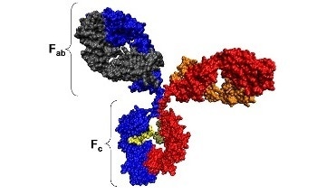 蛋白质简介-它们的组成和结构，以及大小分子质量和Zeta电位测量如何应用