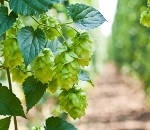 Comparison of Hops’ Aroma Profiles Using TD–GC–TOF MS with Select-eV Variable-Energy Electron Ionization Technology