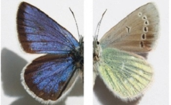 Identifying and Classifying Butterfly Type and Wing Pattern