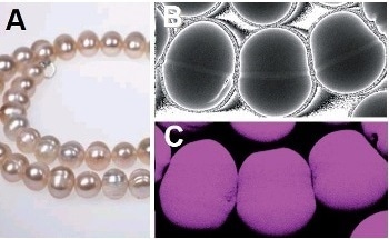 Pearl Characterization in Forensic Science-Micro-Analysis by X-Ray