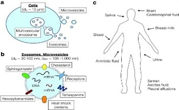 A Comprehensive View of the Characterisation of Exosomes