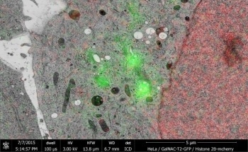 Simplifying Experiments Involving CLEM with a Fluorescence Microscope