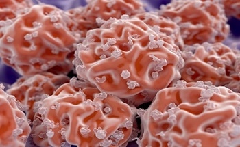 Characterizing the Size and Shape of Stem Cells