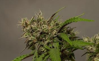 Detection of Pesticides in Cannabis Flower by GC-MS/MS
