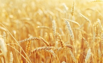 Determining Assessing Wheat Gluten Vitality with the Rapid Visco Analyser (RVA)