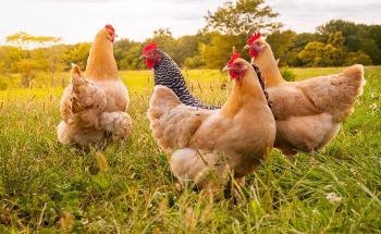 The Importance of Poultry and NIR Spectroscopy
