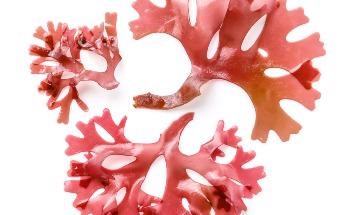 Creating Sustainable Textiles From Seaweed