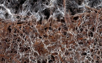 Can Fungal Filaments Transform Energy Storage?