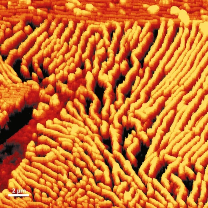 AFM topography image of a steel surface.