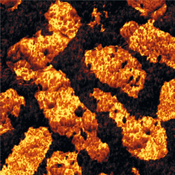 Digital Pulsed Force Mode image of fossilized bacteria.