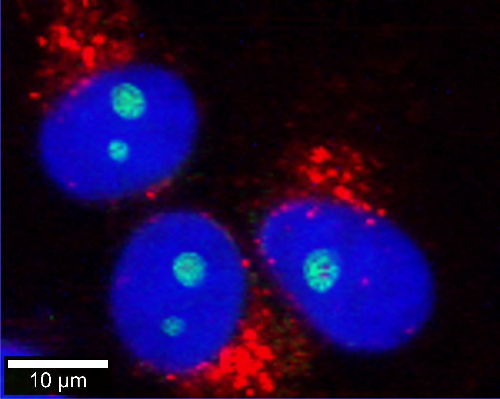 真核细胞的相关拉曼荧光显微图像。细胞核DAPI染色(蓝色)。内质网(红色)和核仁(绿色)的拉曼信号被识别。