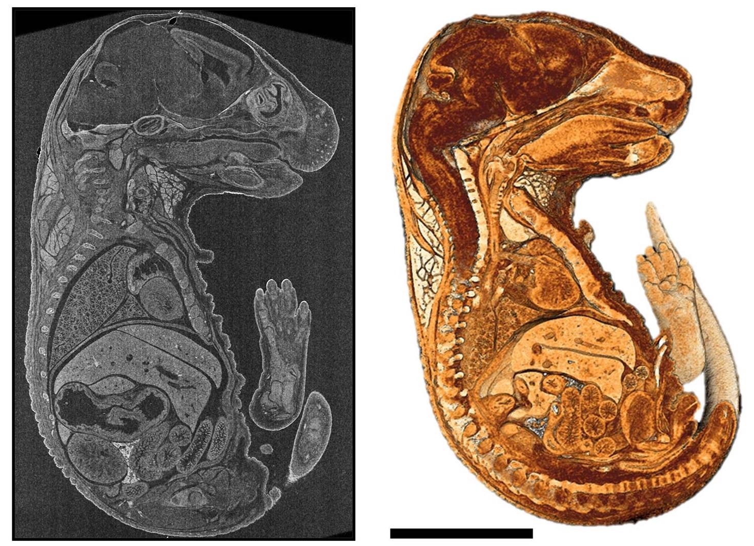 2D virtual cross-section and a cutaway view of 3D rendering of a mouse embryo embedded in paraffin.