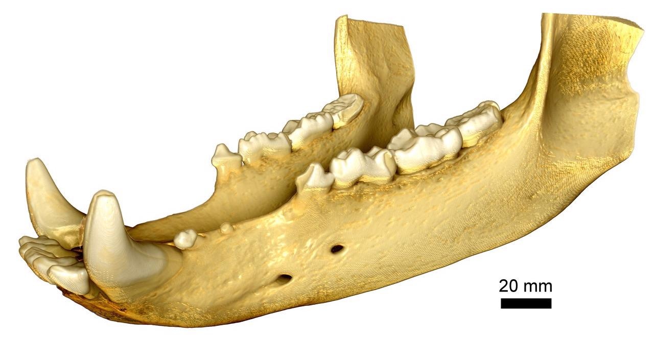 Full field of view imaging of a bear jaw.