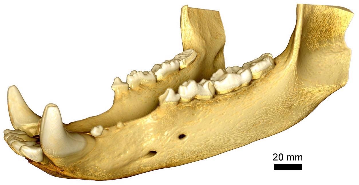 Full-field of view imaging of a bear jaw.