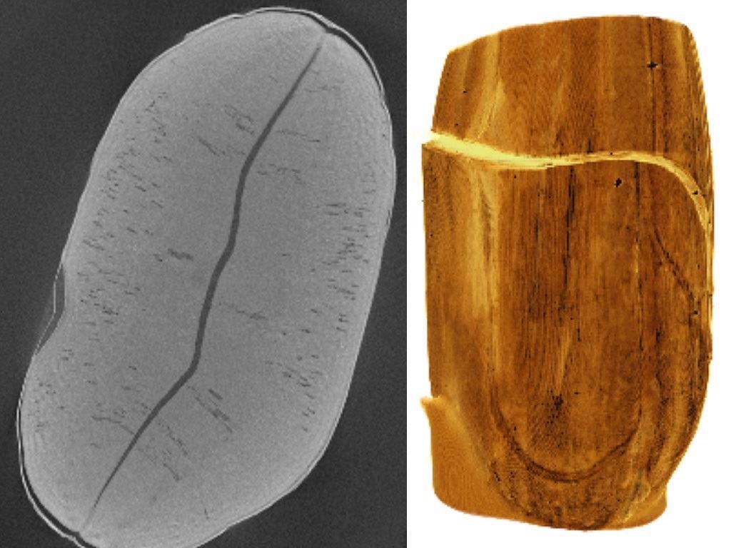 Seeds are very solid and compact structures and their inside is difficult to image as a whole. The image shows the pre-shaped seed leaves which will contain the energy reservoir for the further grow of the plant.
