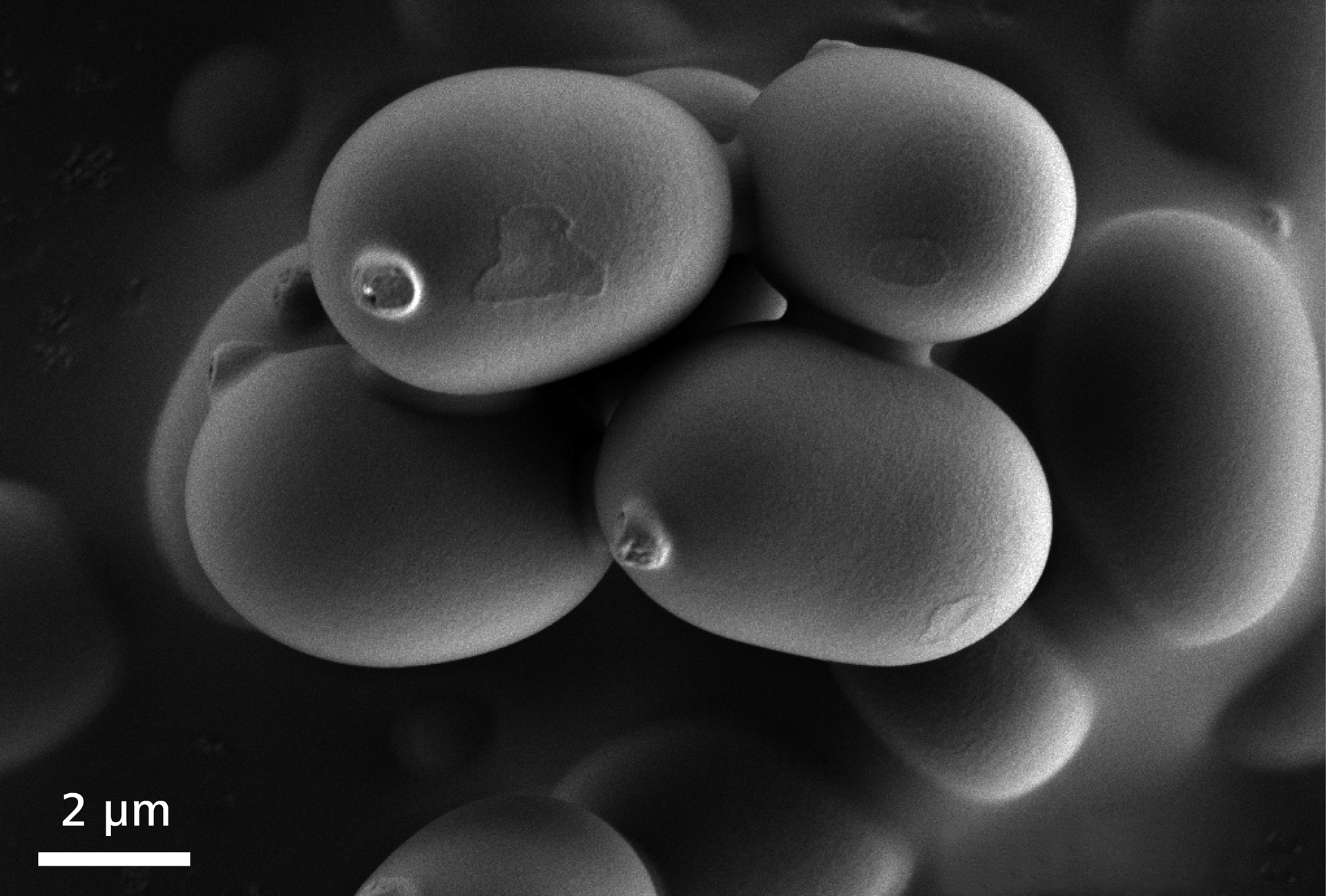 Mushroom spores imaged at 1 kV at high vacuum. These delicate, fragile structures can be imaged easily with Sigma 500 at low voltage