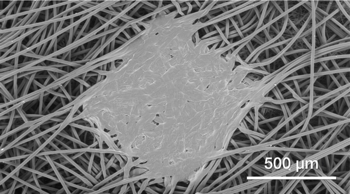 Polymeric fibers (low vacuum imaging, 80 Pa).