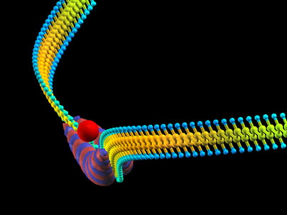 Here, a soliton (blob with red and blue stripes) moves along a conducting polymer chain (aqua and yellow for hydrogen and carbon). The soliton blob causes a localized bend in the chain. The traditional way to make polymer actuate is to dope the material with an ion such as sodium, represented by the red dot. Image courtesy / Yip lab