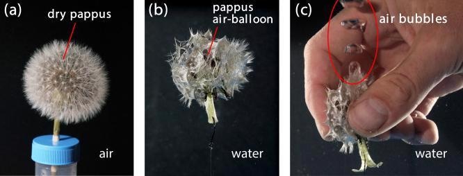 Study on Dandelions Could Help Develop Bioinspired Devices for Underwater Operations