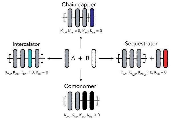 Researcher Investigates How Length of Supramolecular Polymers Change.