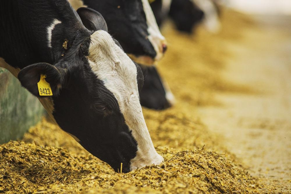 Cow feed, Si-Ware™ Systems and Dairyland Laboratories Partner to Launch In-Field Dairy Feed Analysis Solution