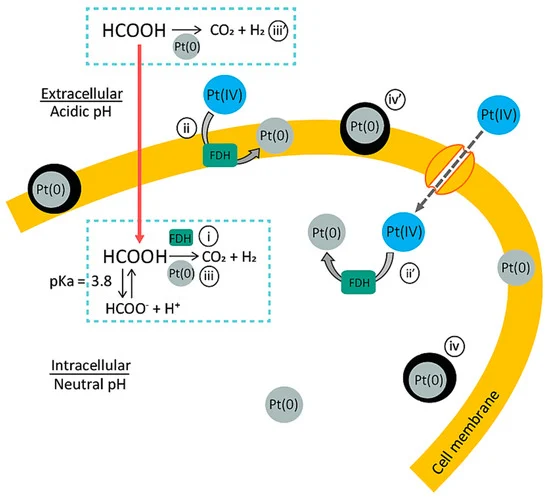 Proposed mechanism of the bio-Pt(0)NPs’ production in active cells: (i) Formic acid (HCOOH, pKa = 3.8) existing under the acidic condition can diffuse through the cell membrane. The putative formate dehydrogenase (FDH) enzyme catalyzes the decomposition of HCOOH to CO2 and H2 (i). Accordingly, at each FDH site on the cell membrane (ii) and in the cytosol (ii’), Pt(IV) ions are reduced by H2 to form the initial Pt(0) crystal nuclei (first slow reaction). Once Pt(0) nuclei are formed, Pt(0) starts to act as a chemical catalyst to accelerate the HCOOH decomposition reaction (iii). This autocatalytic reaction leads to the crystal growth of Pt(0)NPs (iv,iv’) (second, faster reaction). When the corresponding enzymes are (at least partially) deactivated by Cu2+, the number of crystal nucleation sites becomes limited, but the individual particle grows larger (the overall reaction time becomes shorter).