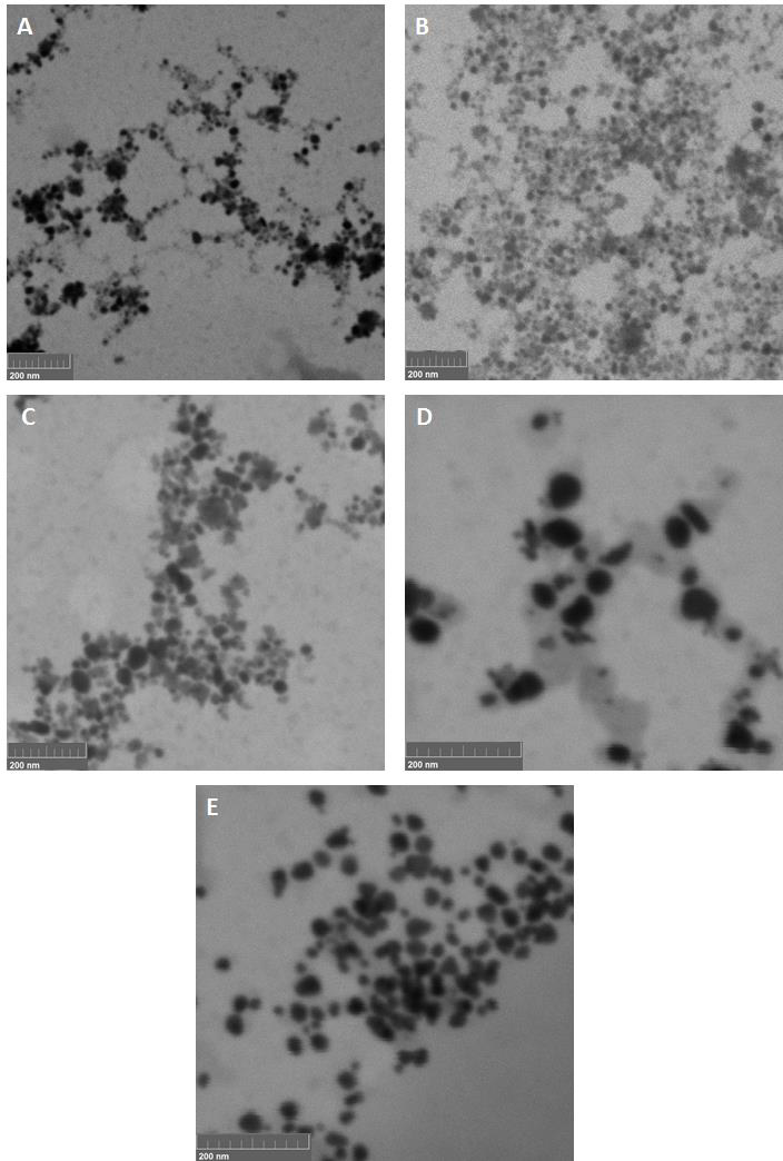 TEM of AgNPs in samples (A) 1:2, (B) 1:5, (C) 1:10, (D) 1:25 and (E) 1:50.