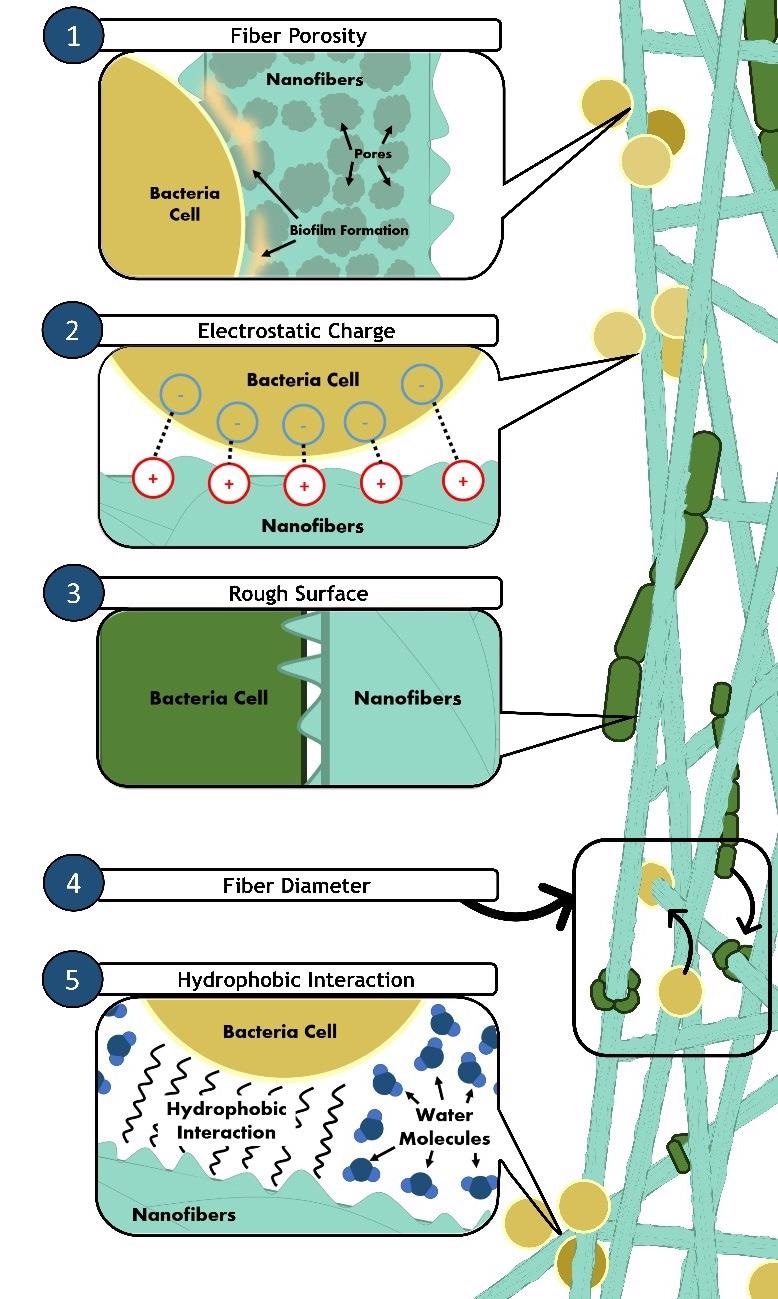 Illustration of bacterial adhesion on nanofibers. Various properties of nanofibers can induce and enhance bacterial attachment. (1) Fiber porosity (nano-sized) allows early biofilm formation, causing bacteria cells to attach easily onto highly porous nanofibers. (2) Nanofibers with a positive surface charge will also attract the negatively charged surface of bacterial cells. (3) Rough surfaces of nanofibers also provide more area of contact for bacteria cells to attach. (4) Thin fiber diameters (smaller than bacteria size) also allow changes in bacterial cells’ conformation. The surface wettability of nanofibers plays a significant role in bacterial adhesion. (5) Hydrophobic bacterial cells will adhere to the surface of hydrophobic nanofibers due to hydrophobic interactions.