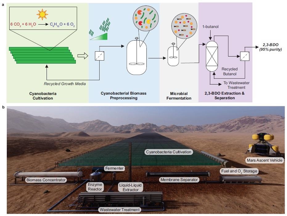 Continuous bio-ISRU production of 2,3-BDO on Mars.  a Bio-ISRU production of 2,3-BDO is composed of four modules: (1) Cyanobacterial culture in photobioreactors or biofilm growth (shaded green), (2) Cyanobacteria biomass pretreatment composed of biomass concentration via membrane filtration and enzymatic digestion in a stirred tank (shaded blue), (3) Microbial fermentation of the cyanobacterial glucose to produce 2,3-BDO (shaded gray), (4) 2,3-BDO extraction and separation via sequential liquid-liquid extraction and membrane separation to achieve 95% purity (colored purple).  Chemical formula: Red Mars resources.  Blue chemicals made on Mars.  b A rendering of what the bio-ISRU for the 2,3-BDO process might look like on Mars, with a Mars Ascent Vehicle included to scale.  The cyanobacterial culture module makes up the majority of the material and the soil's footprints.