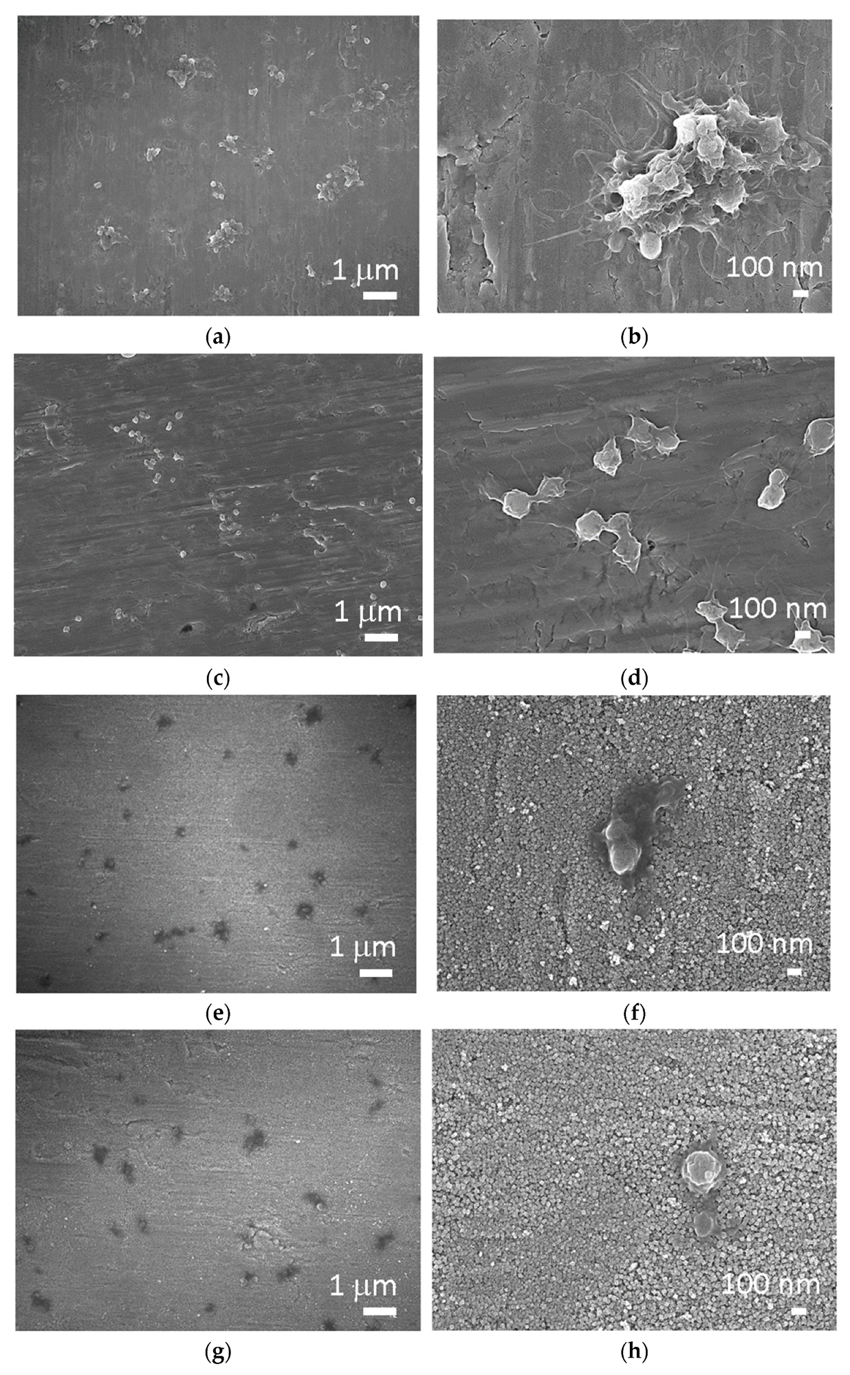 SEM images of (a,b) Ti foil, (c,d) Ti foil treated with plasma (Ti + P), (e,f) hydrothermally treated Ti foil (Ti HT) and (g,h) hydrothermally/plasma-treated Ti foil (Ti HT + P) after incubation with whole blood.