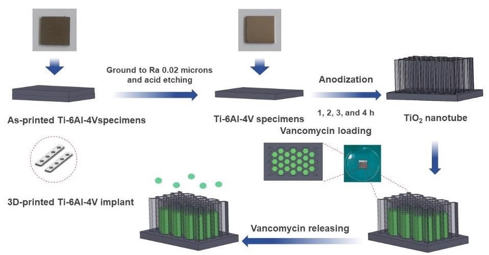 A schematic diagram depicting a stage-by-stage the vancomycin release protocol from the fabricated titania nanotubes surface on the 3D-printed Ti-6Al-4V implant material. The as printed specimen was ground and chemically etched to a suitable roughness surface. The titanium nanotubes (TNTs) were synthesized at different at anodization duration.